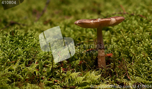 Image of Mushroom