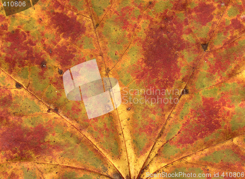 Image of vivid autumnal colors