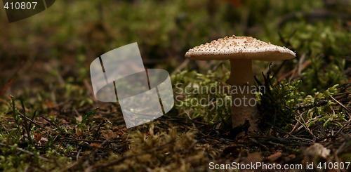 Image of Mushroom