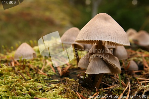 Image of Mushroom