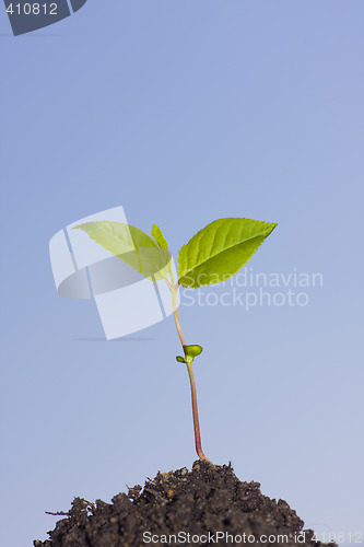 Image of plant