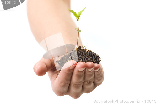 Image of plant