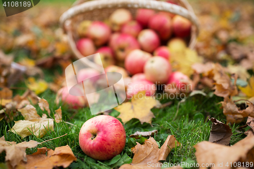 Image of wicker basket of ripe red apples at autumn garden