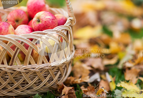 Image of wicker basket of ripe red apples at autumn garden