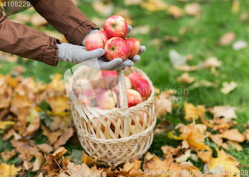 Image of woman with basket of apples at autumn garden