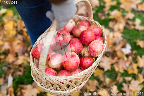 Image of woman with basket of apples at autumn garden