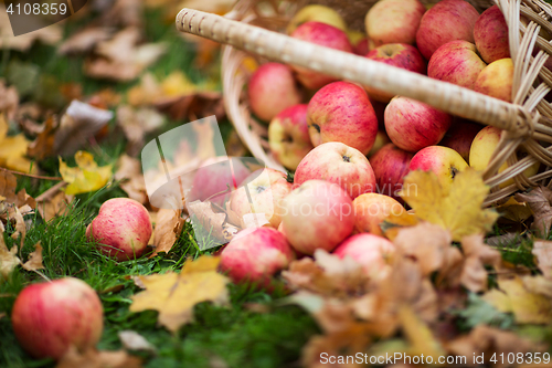 Image of wicker basket of ripe red apples at autumn garden