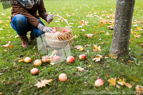 Image of woman with basket picking apples at autumn garden