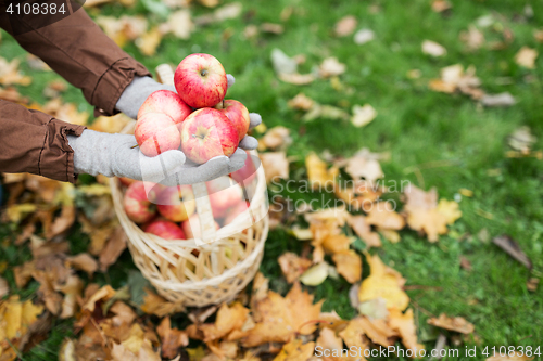 Image of woman with basket of apples at autumn garden