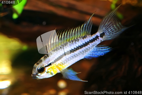 Image of Apistogramma bitaeniata