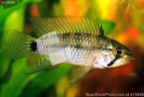 Image of Apistogramma sp. emerald alenquer