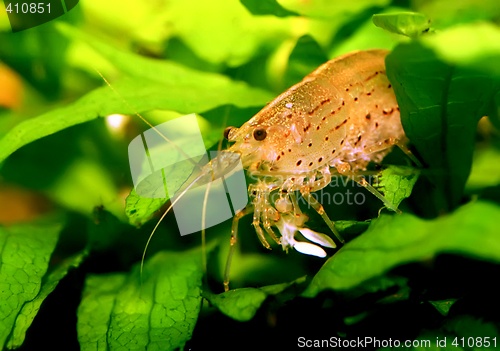 Image of Caridina japonica