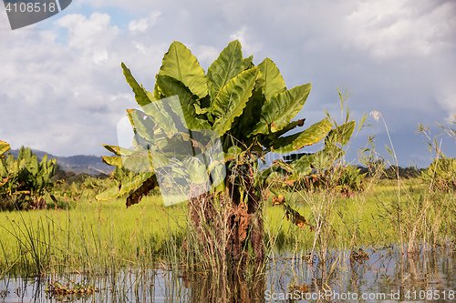 Image of Madagascar traditional river landscape