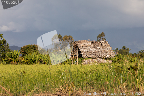 Image of Madagascar traditional rural landscape with hut