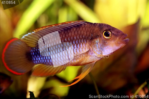 Image of Apistogramma nijsseni - Male