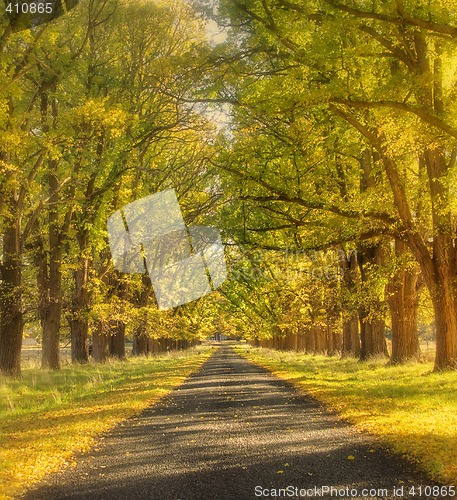 Image of dreamy autumn road