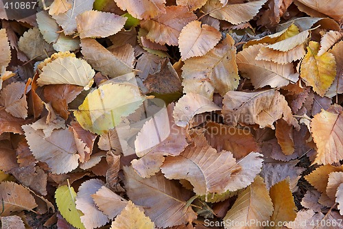 Image of autumn fall leaves