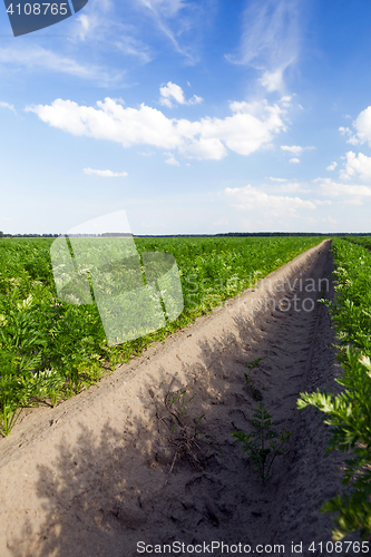 Image of Field with carrot