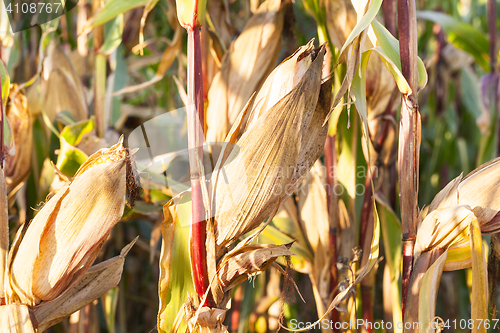 Image of yellowed ripe corn