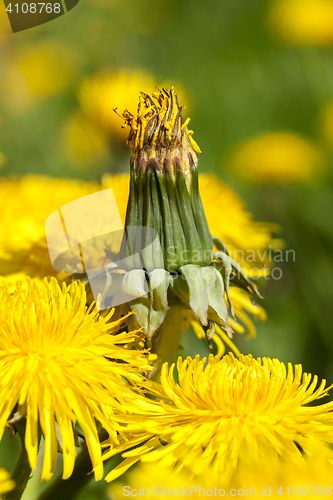 Image of yellow dandelions in spring