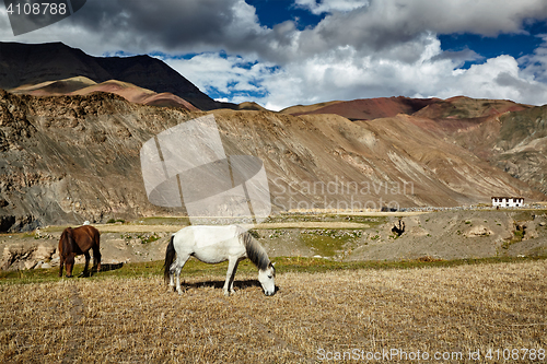 Image of Horses grazing in Himalayas. Ladakh, India