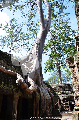 Image of Ta Prohm Temple, Angkor, Cambodia