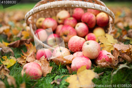 Image of wicker basket of ripe red apples at autumn garden