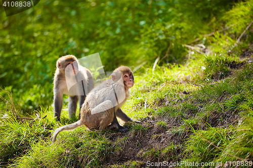 Image of Rhesus macaques in India