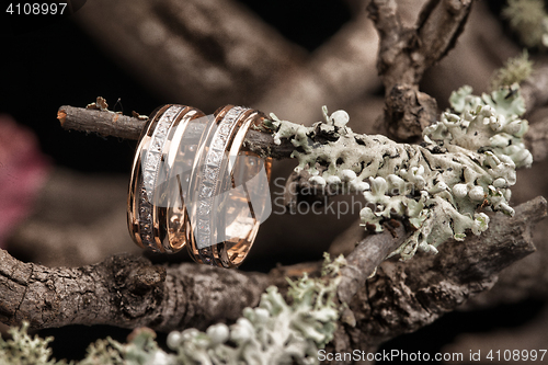 Image of Rings On A Dry Autumn Branch