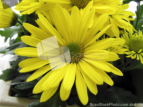 Image of Yellow Flower