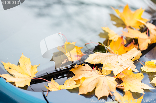 Image of close up of car wiper with autumn leaves