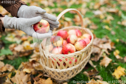 Image of woman with basket of apples at autumn garden