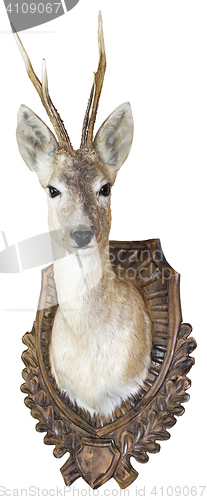 Image of Roe Deer buck hunting trophy Isolated with Clipping Path