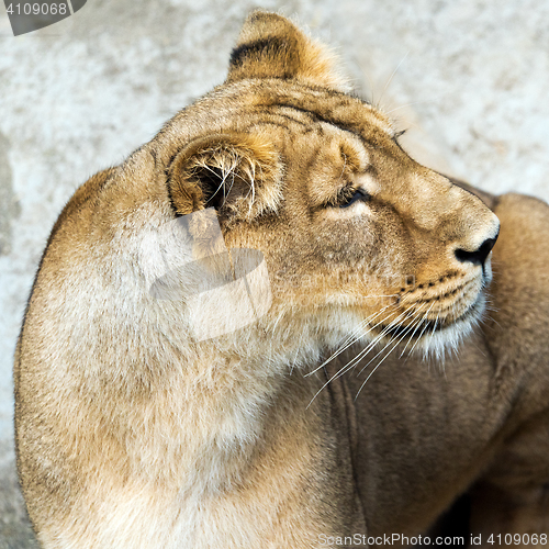Image of Lioness (female lion)