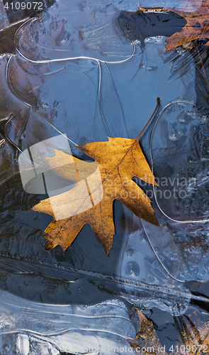 Image of Autumn background, leaf and frozen water