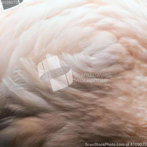 Image of Pink bird feathers