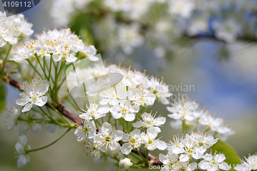 Image of White Flowers of Prunus Close Up