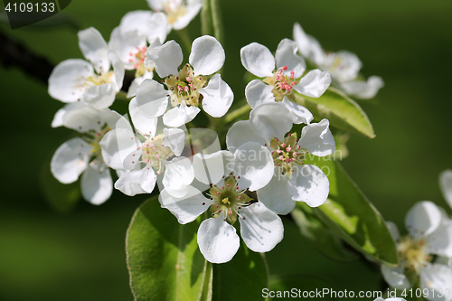 Image of White Flowers of Apple Tree at Spring