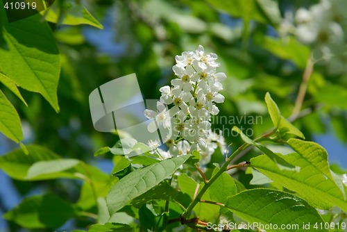 Image of Bird cherry