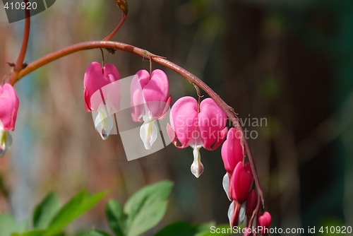 Image of Pink flowers