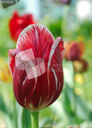 Image of Tulip