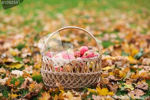 Image of wicker basket of ripe red apples at autumn garden