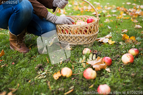 Image of woman with basket picking apples at autumn garden