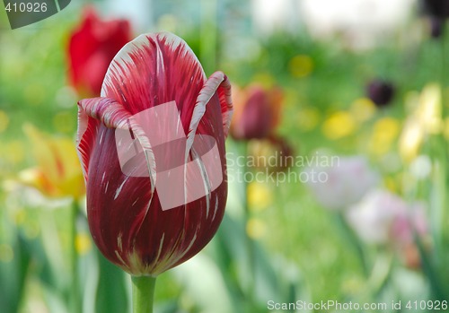 Image of Tulip