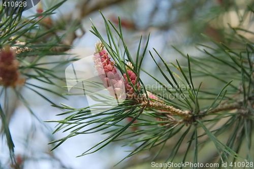 Image of Buds of pinecone