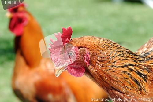 Image of Chicken and cock