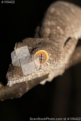 Image of Giant leaf-tailed gecko, Uroplatus fimbriatus