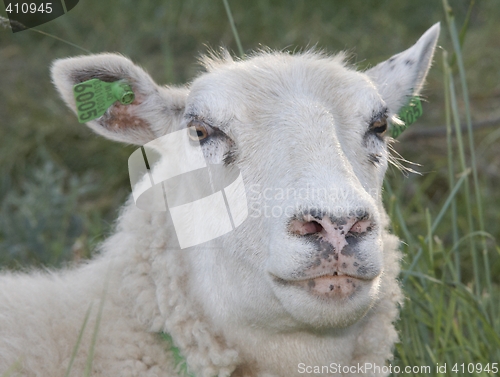 Image of Sheep