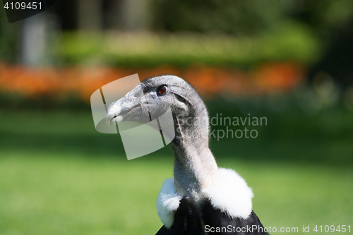 Image of Andean condor (Vultur gryphus)