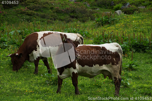 Image of Cows in the Salzburg County, Austria